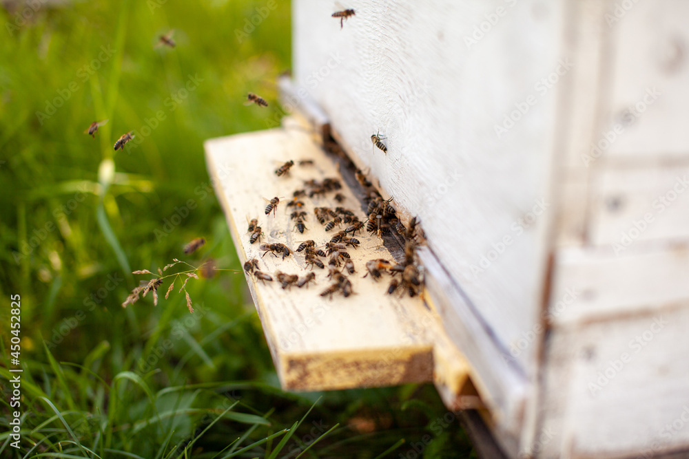 Bees collect pollen from the flowers and carry it to the hive. The concept of breeding bees for honey, beekeeping Bees collect pollen from the flowers and carry it to the hive. The concept of breeding bees for honey, beekeeping