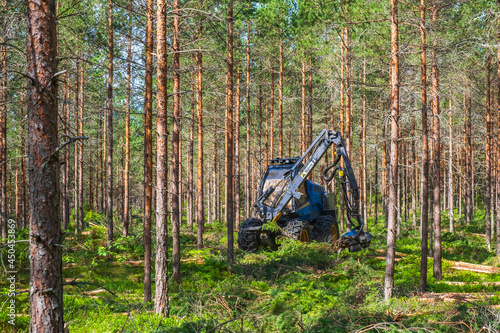 Forestry thinning with a harvester in a forest photo