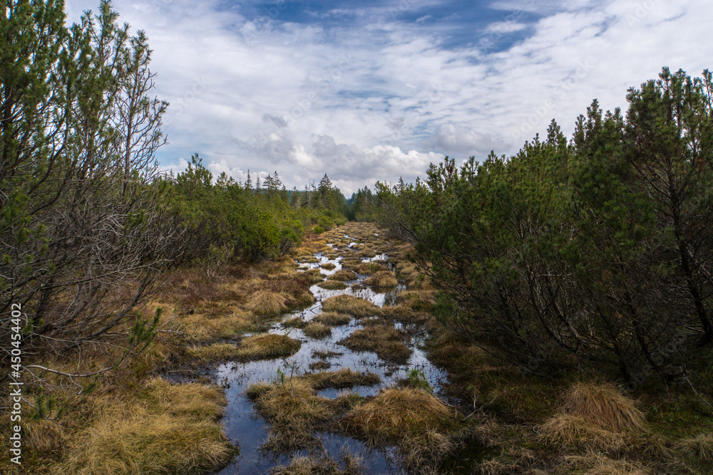 landscape with trees and clouds landscape with trees and clouds