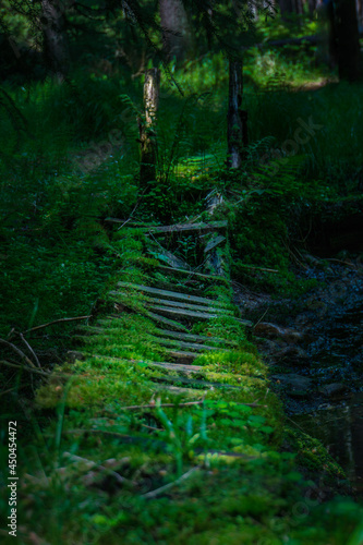 Fototapeta Naklejka Na Ścianę i Meble -  green forest in the morning