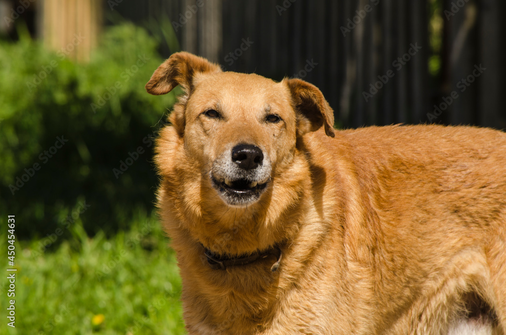 Red-haired happy dog. Joyful kind mongrel 