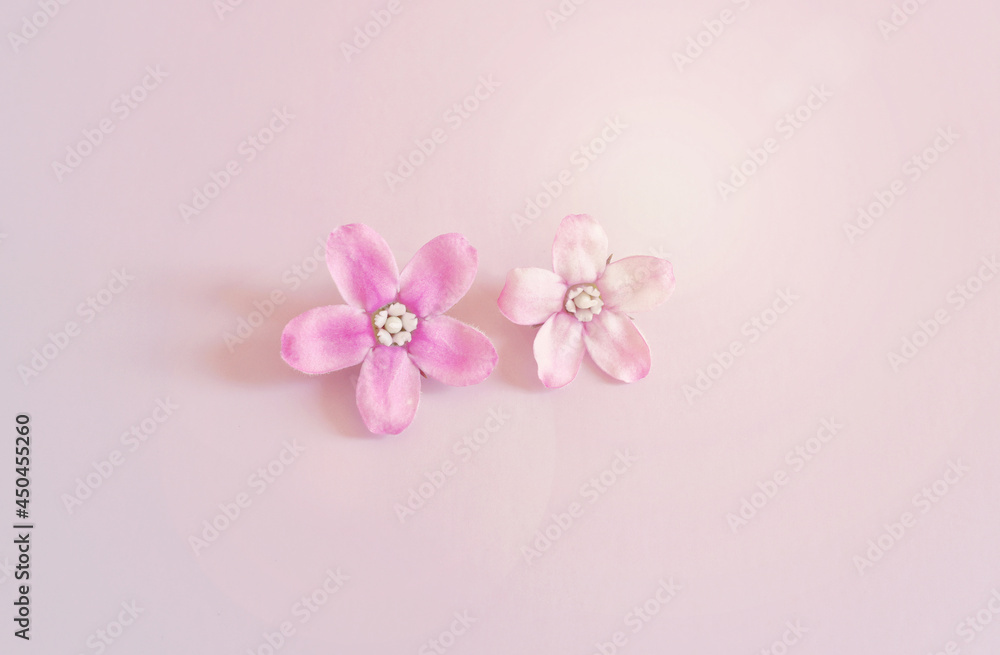 Close up image of pink flowers composition over pastel background .Flat lay. top view Close up image of pink flowers composition over pastel background .Flat lay. top view