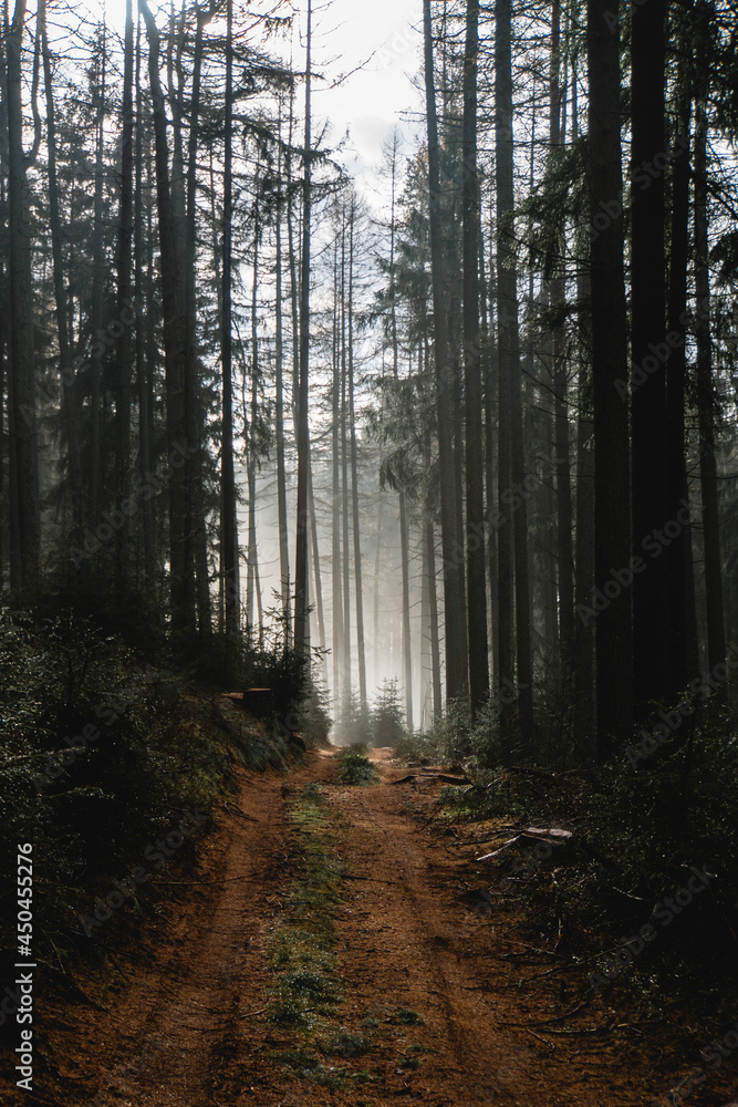 Fototapeta premium path in the woods