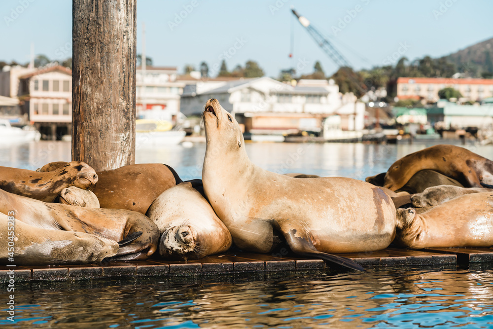 Fototapeta premium Sea lions close up. Seal colony at Morro Bay, California Central Coast