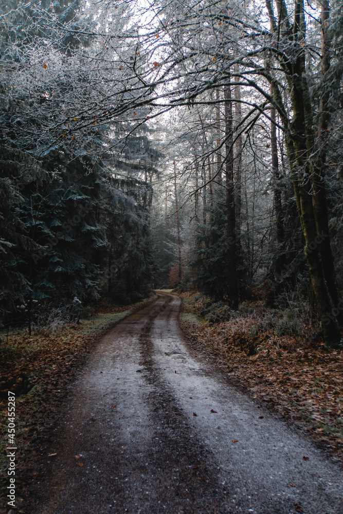 Obraz premium path in the woods