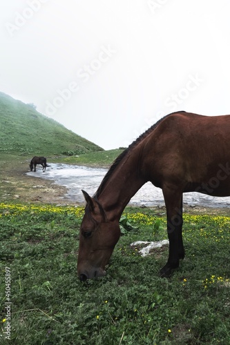 horse in the meadow