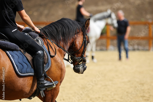 Horse brown with a very tight belt, with rider on the riding arena, photographed diagonally from behind..