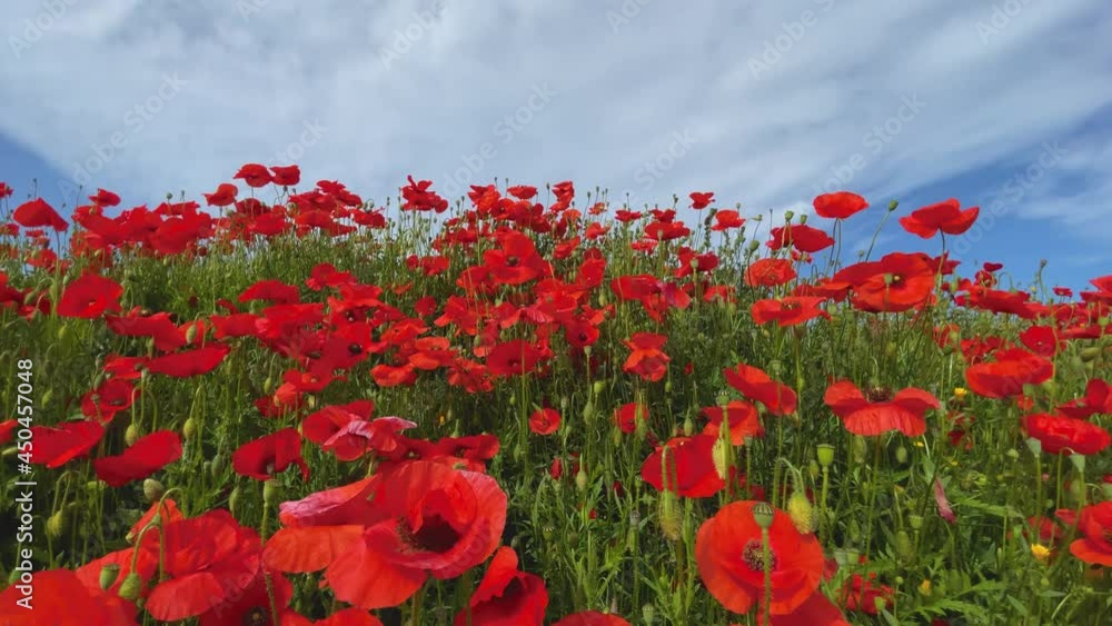 Wild red poppies spring season blue sky smooth glide Wild red poppies spring season blue sky smooth glide