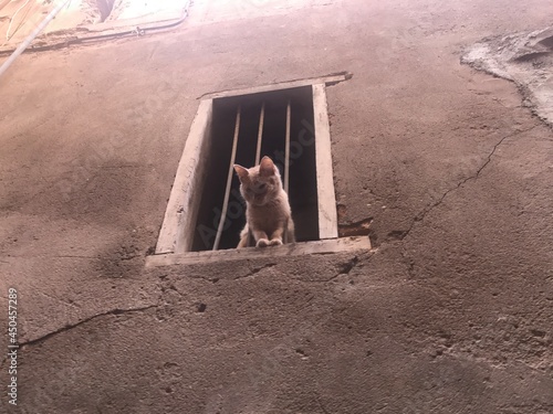 A kitten in the window