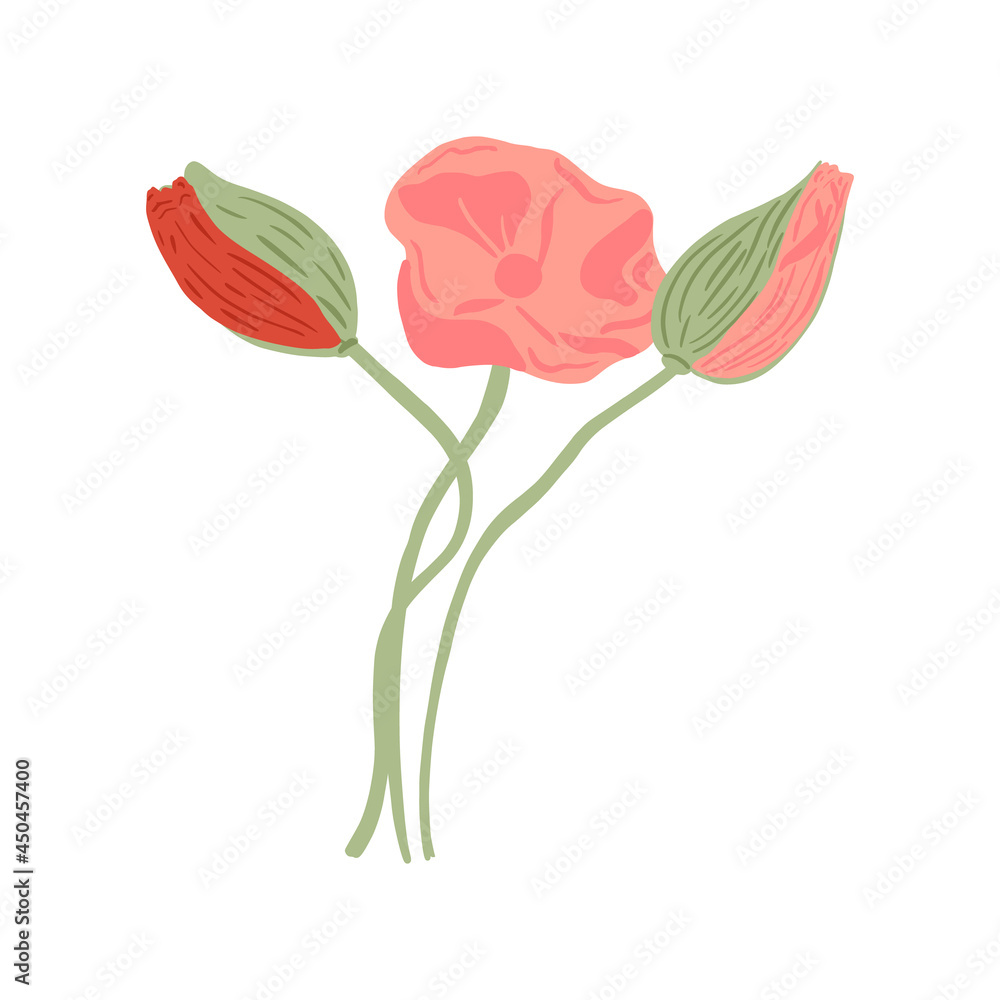 Obraz premium Set poppy with stem and bubs isolated on white background. Composition spring flowers pink and red.