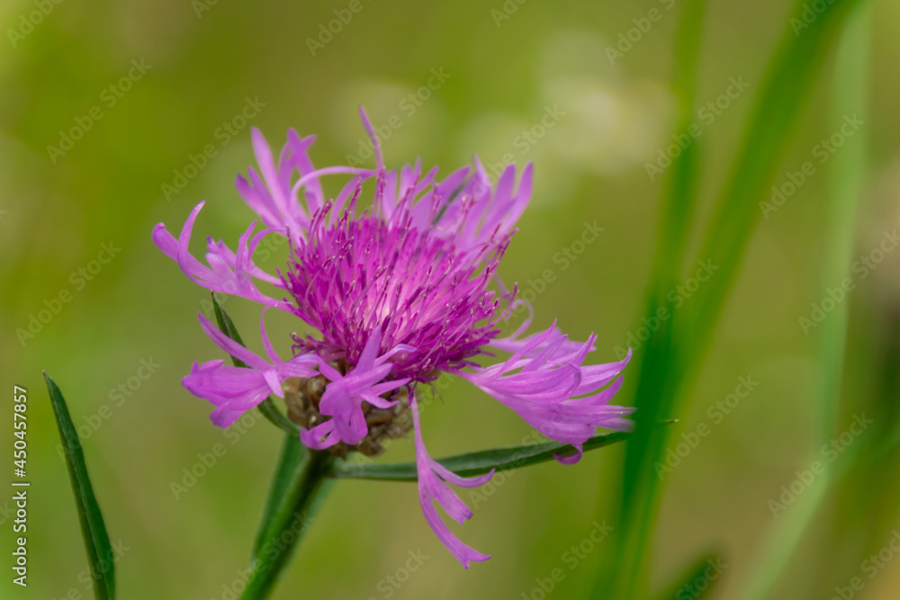 spotted knapweed macro in a forest meadow spotted knapweed macro in a forest meadow