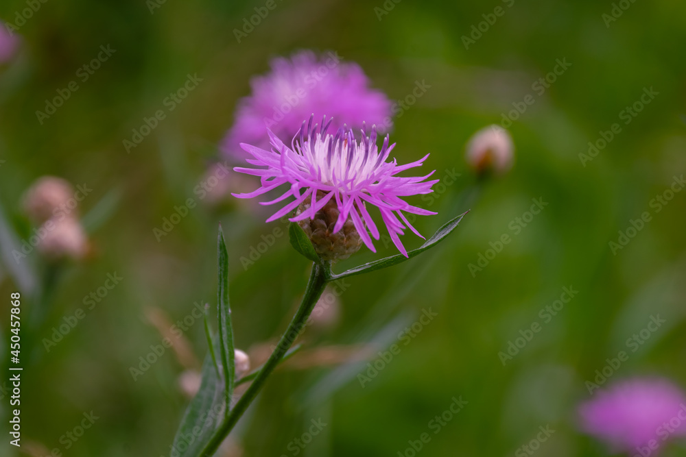 Obraz premium centauréa jacéa at close range in a forest clearing
