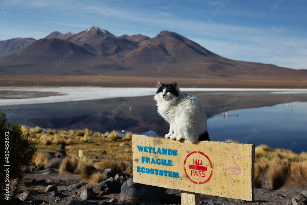 Obraz premium Katze sitzt auf einem Warnschild vor einem See im Hintergrund Berge