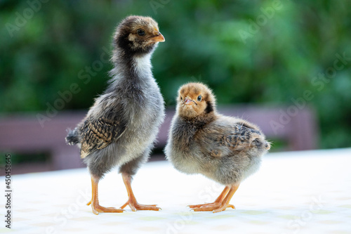 Two cute little chickens © Birute Vijeikiene