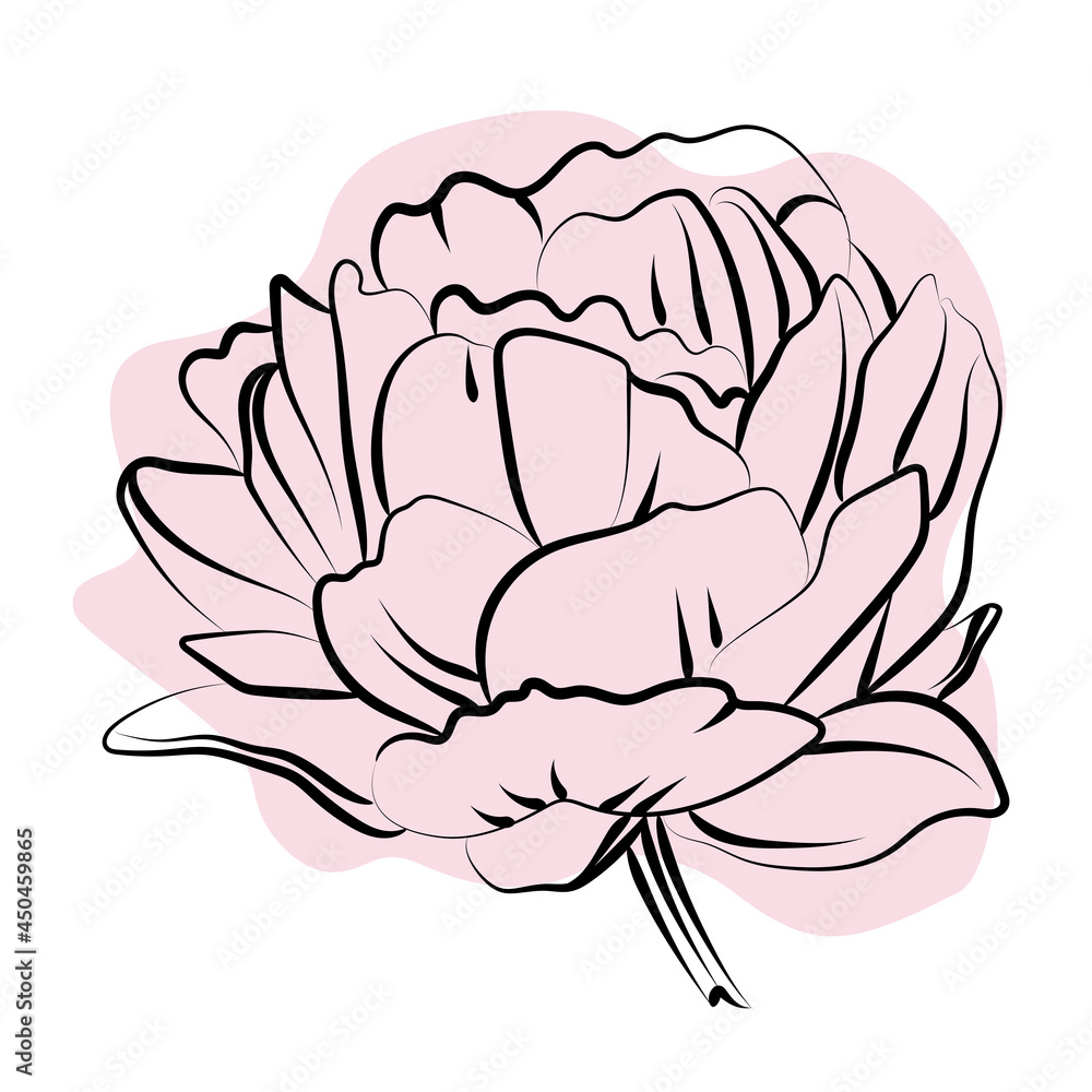 Elegant outline sketching of peony's flowers, vector illustration Elegant outline sketching of peony's flowers, vector illustration