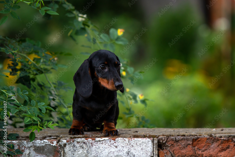 Black and tan dachshund puppy on natural background Black and tan dachshund puppy on natural background