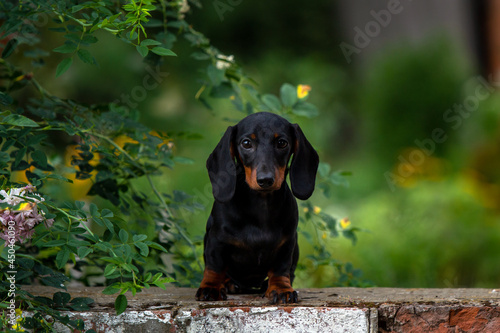 Black and tan dachshund puppy on natural background