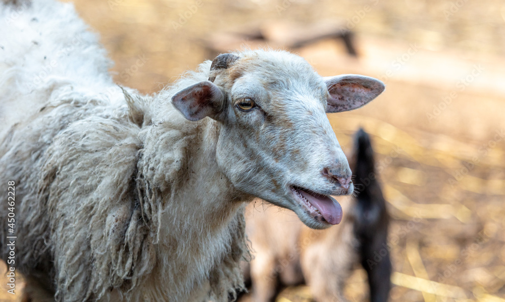 Obraz premium Portrait of a ram on the farm.