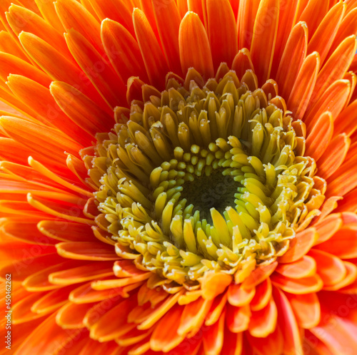 The author took a photo shoot at garden. The set of photos were taken on the morning of August 12  2021. Content  the beauty of flowers.