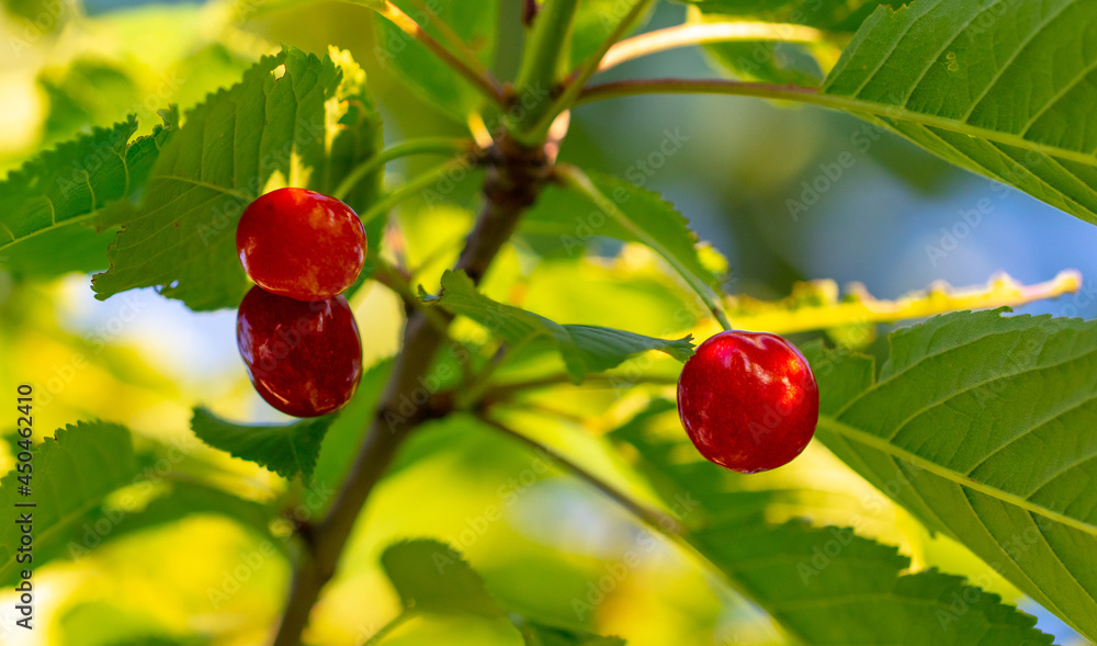 Red ripe sweet cherry on a tree branch.