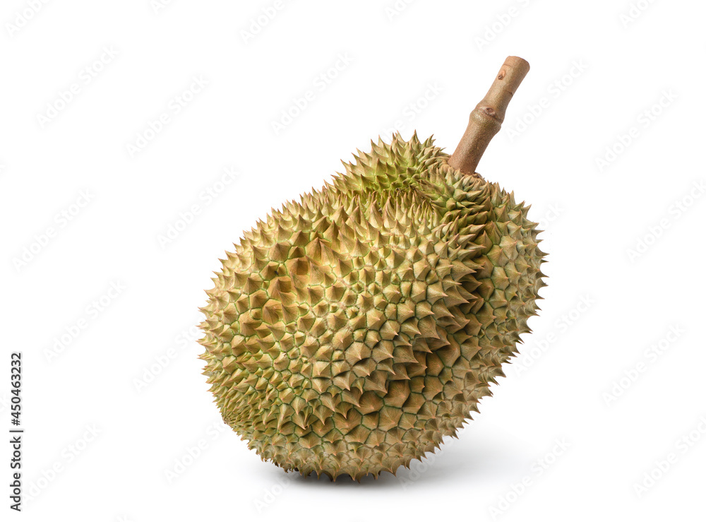 Large Durian fruit isolated on white background. Clipping path. Large Durian fruit isolated on white background. Clipping path.