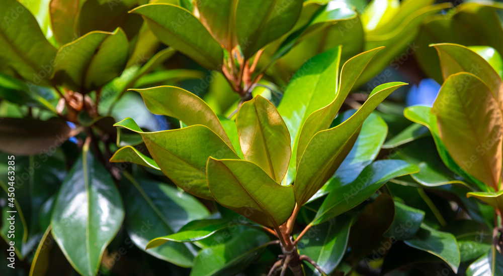 Large leaves of magnolia in nature. Large leaves of magnolia in nature.