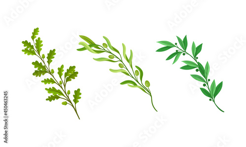 Tree branches with green leaves set. Twigs of different trees cartoon vector illustration