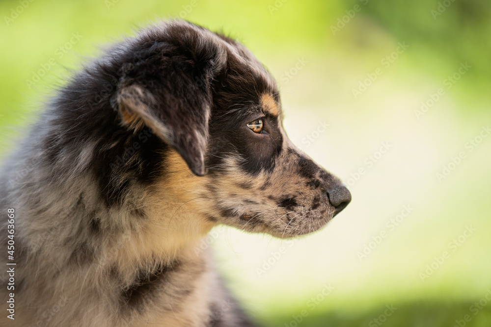 Old german herding puppy in a meadow Old german herding puppy in a meadow