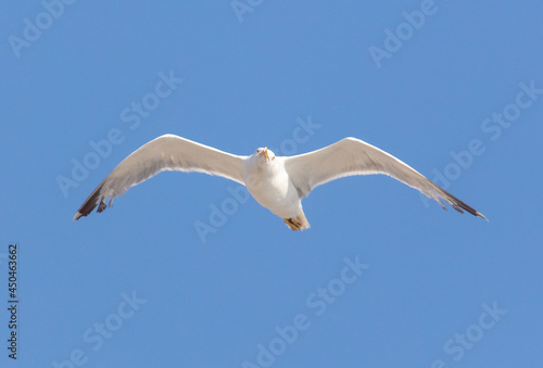 Seagull bird in flight against the  sky.