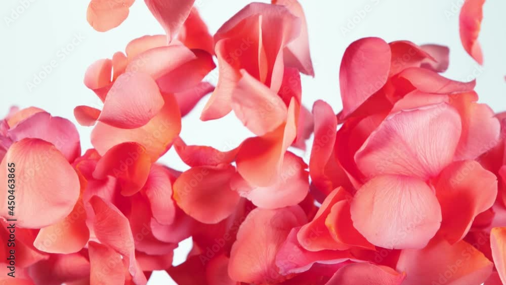 Super slow motion of flying rose petals on clear white background. Filmed on high speed cinema camera, 1000 fps. Super slow motion of flying rose petals on clear white background. Filmed on high speed cinema camera, 1000 fps.