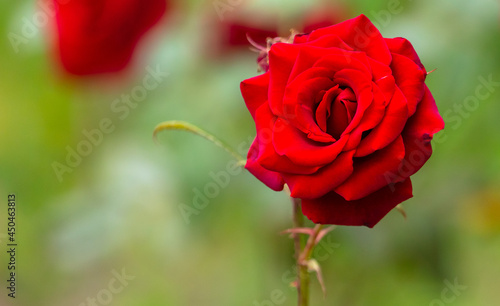 Beautiful rose flower in nature.