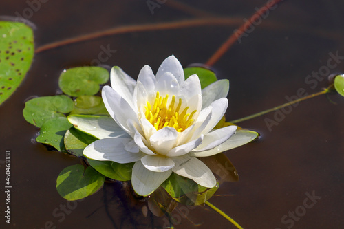 Nymphaea alba white flower in lake water close up