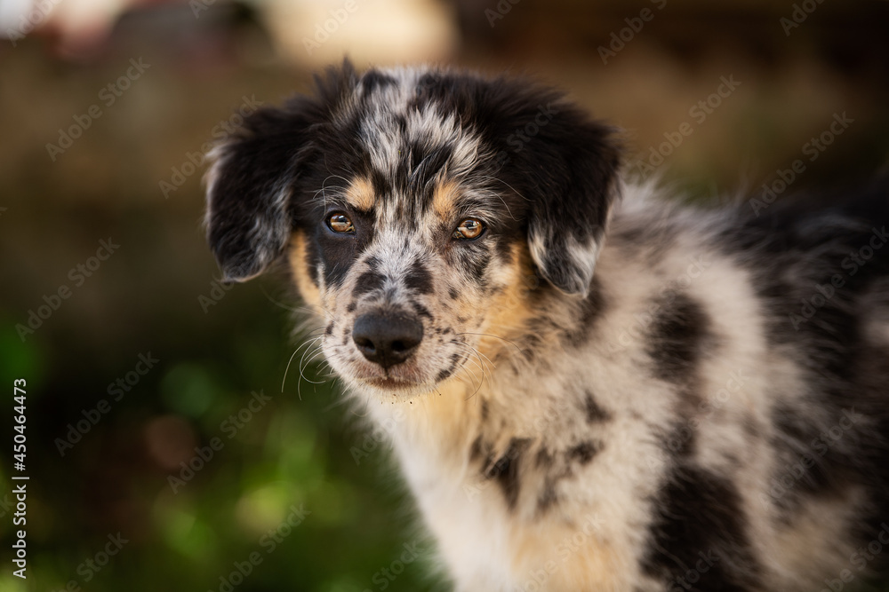 Old german herding puppy in a meadow