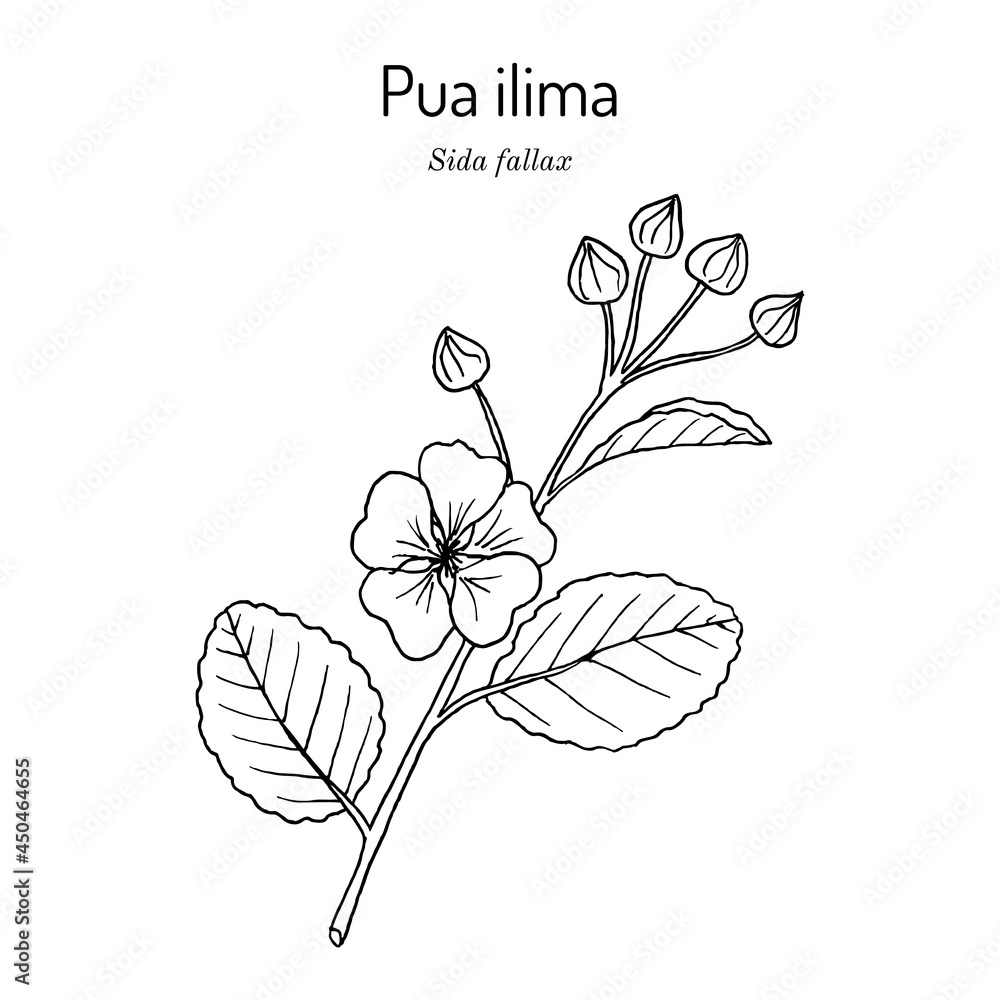 Ταπετσαρία Pua ilima, Sida fallax , state flower of the island of Oahu Hawaii