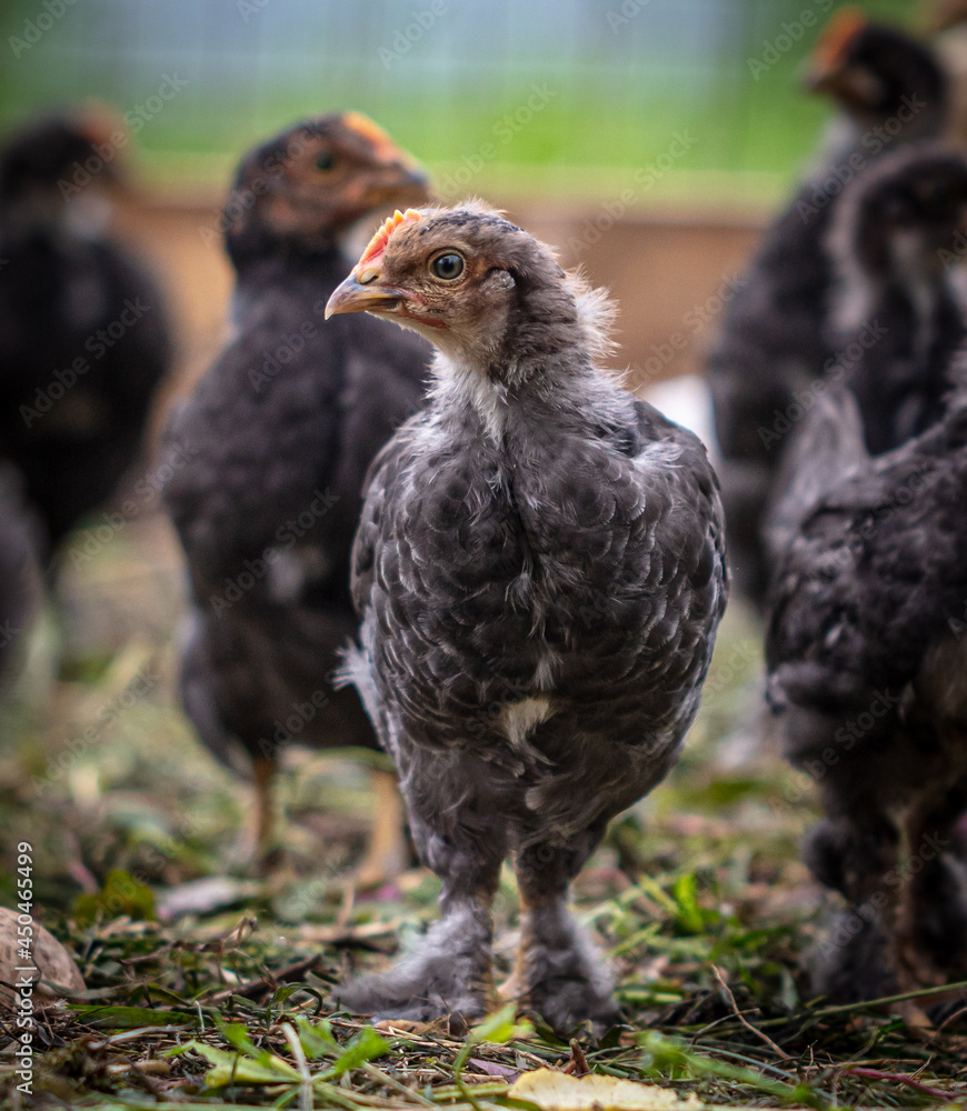 Portrait of a little chicken on the farm. Portrait of a little chicken on the farm.