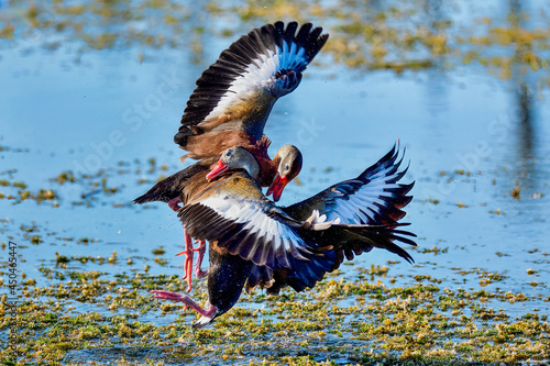 Black-bellied Whistling-ducks fighting. There are no holds barred.