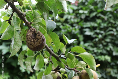 A rotten pear on a tree branch. Infected trees.