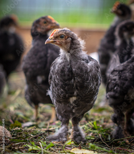 Portrait of a little chicken on the farm.