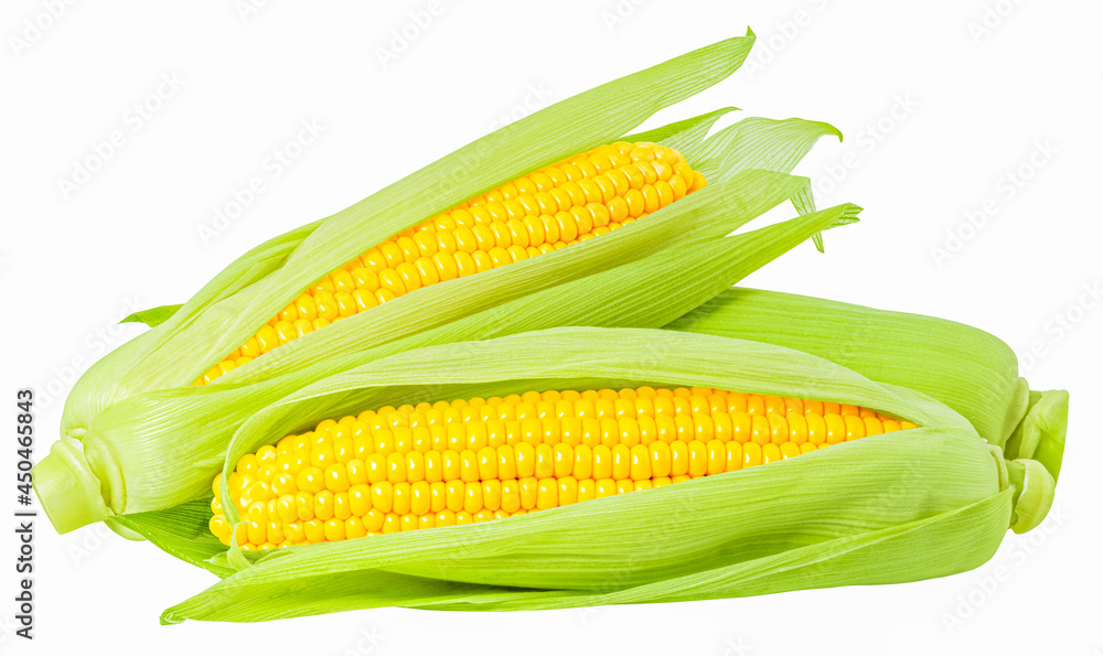 ear of corn isolated on white background ear of corn isolated on white background