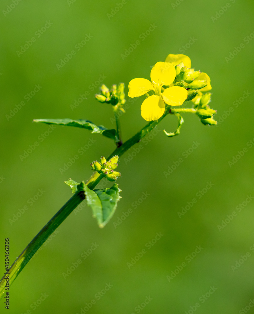 Small yellow flower in nature. Small yellow flower in nature.