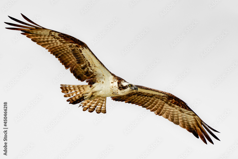 Fototapeta premium Osprey