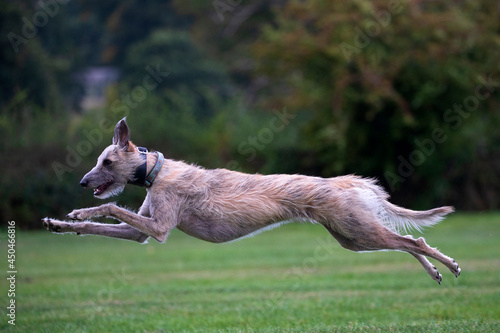 Lurcher dog running flat out photo