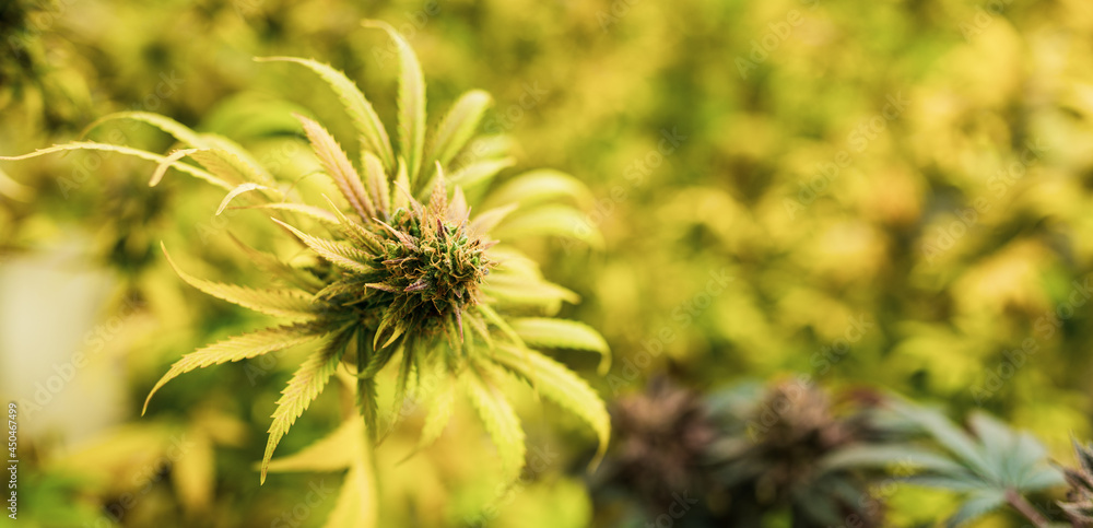 Cannabis tree Grow Operation,Concept of herbal alternative medicine, cbd oil, pharmaceutical industry Cannabis tree Grow Operation,Concept of herbal alternative medicine, cbd oil, pharmaceutical industry