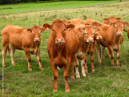 limousin cows in a field in Luxembourg