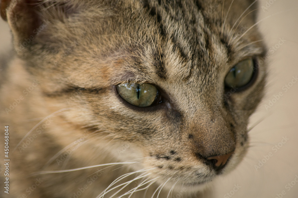 close up portrait of a cat