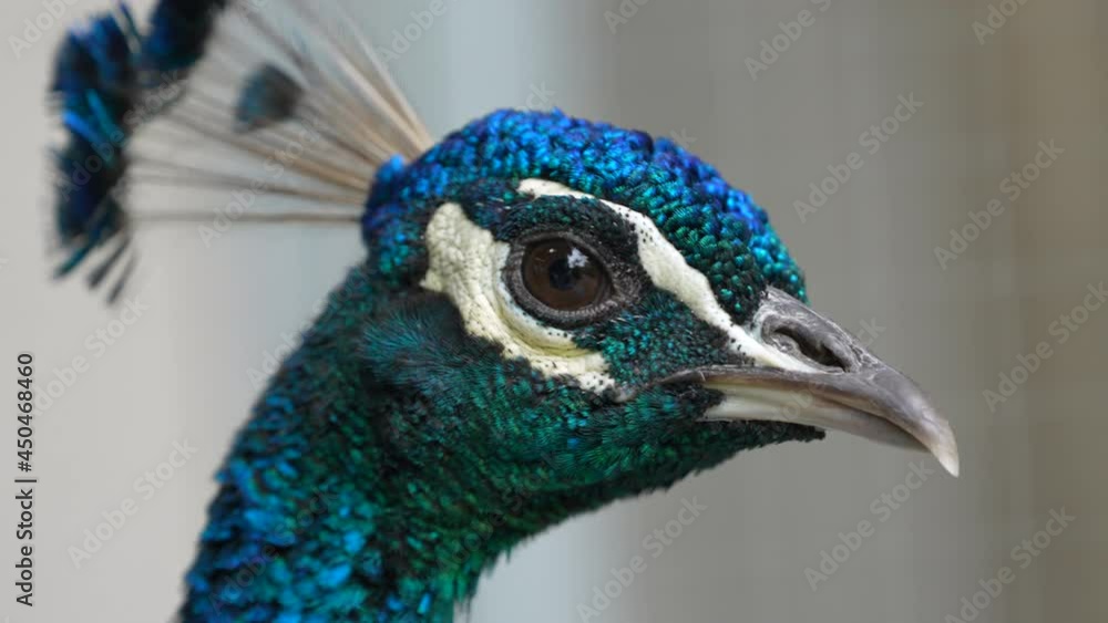 Macro shot of pretty blue colored peacock with black eyes in wilderness,slow mo Macro shot of pretty blue colored peacock with black eyes in wilderness,slow mo