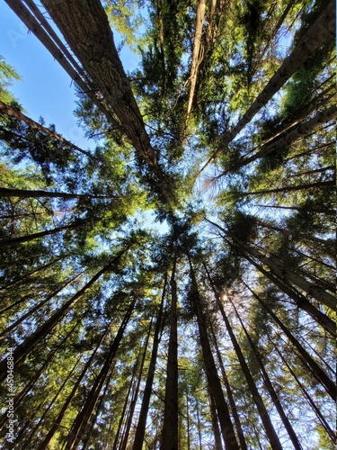 Alberi di un bosco ripresi dal basso in controluce con obiettivo grandangolare contro un limpido cielo azzurro