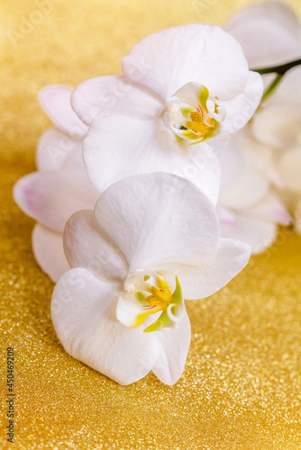 A branch of white orchids on a shiny gold background 