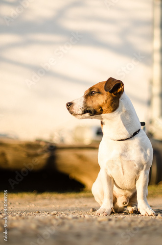 Jack Russell Terrier sits and watches. © Bargais