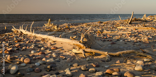 Baltic Sea coast with stones and rinsed trees.